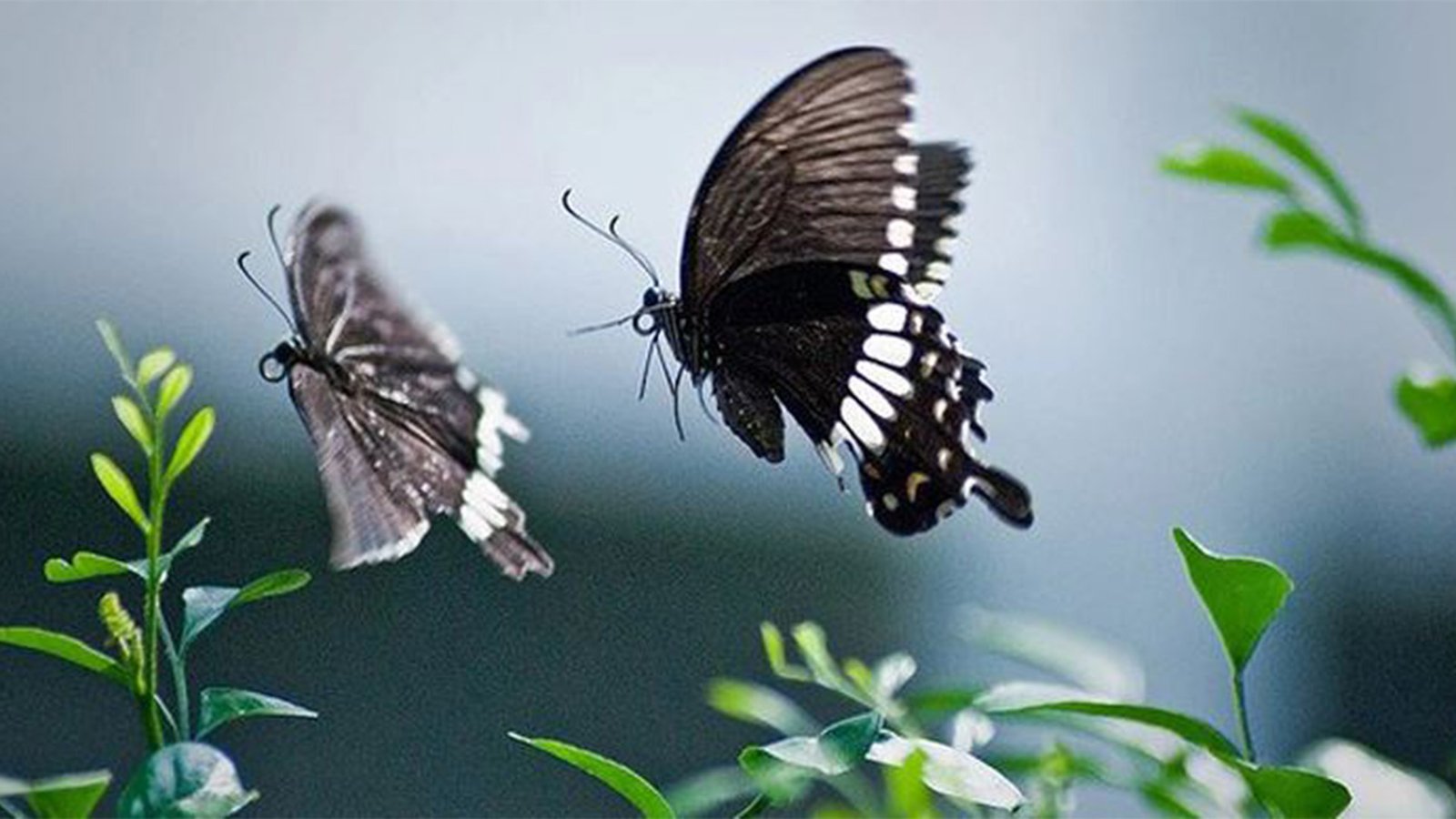 জৈবিক চাহিদা মেটানোই কি মানবজীবনের লক্ষ্য?
